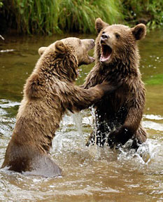 Bears Fighting