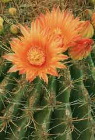 Cactusflower