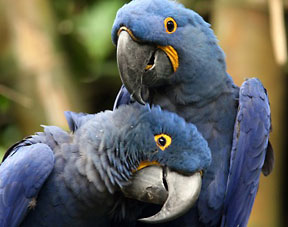 Parrots